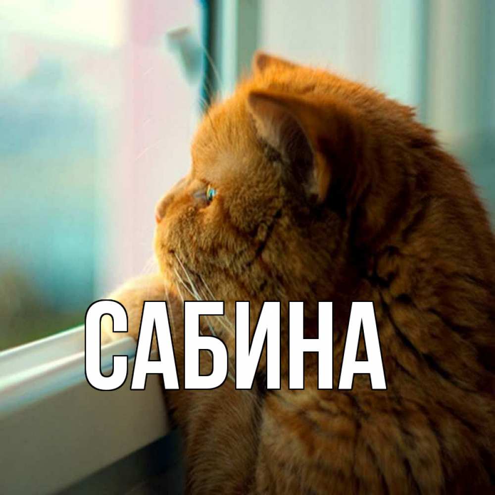 Открытка на каждый день с именем, Сабина Главная большой огромный рыжий котяра Прикольная открытка с пожеланием онлайн скачать бесплатно 