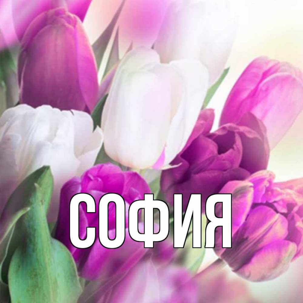 Открытка на каждый день с именем, София Главная весна 1 Прикольная открытка с пожеланием онлайн скачать бесплатно 