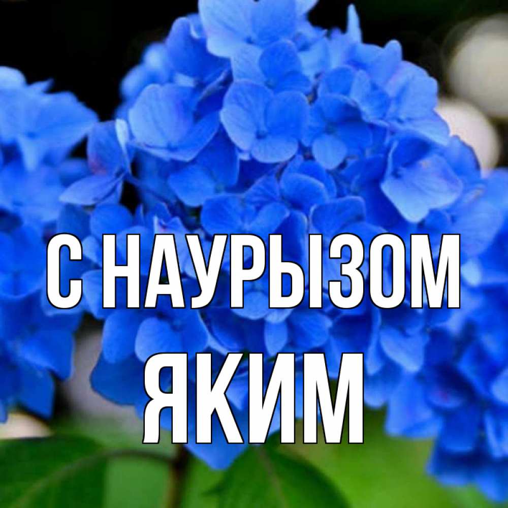 Открытка на каждый день с именем, Яким С наурызом синие цветы Прикольная открытка с пожеланием онлайн скачать бесплатно 