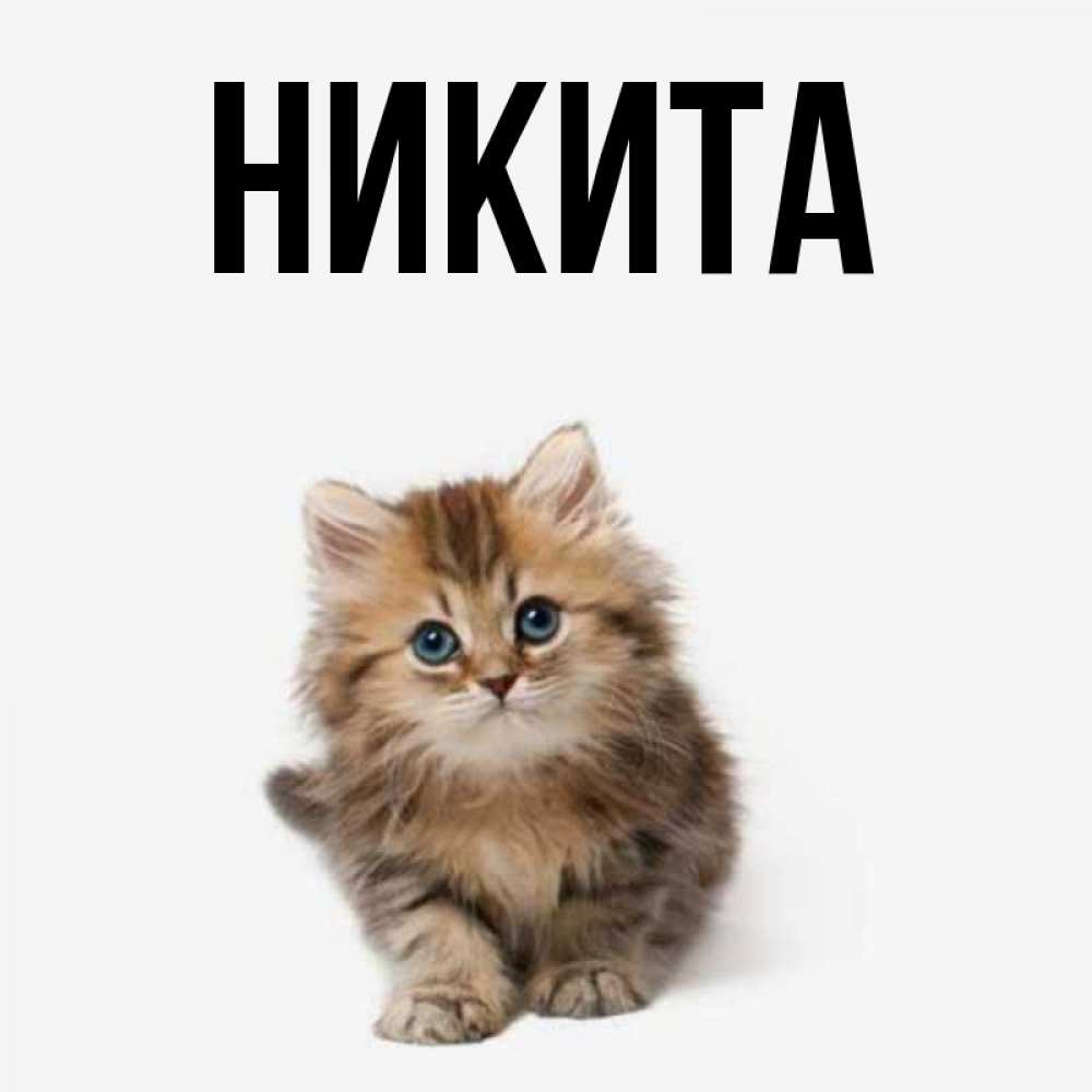 Имя никита картинка