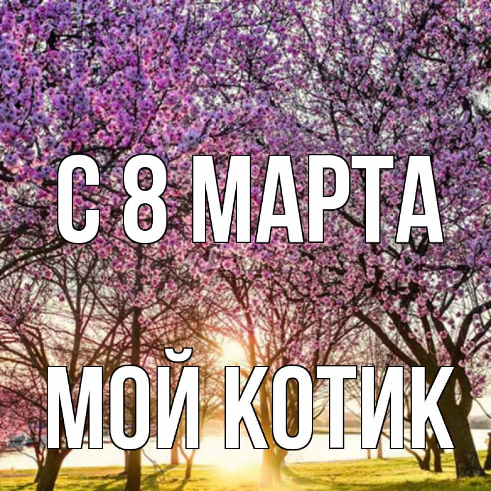 Открытка на каждый день с именем, мой-Котик С 8 МАРТА международный женский день Прикольная открытка с пожеланием онлайн скачать бесплатно 