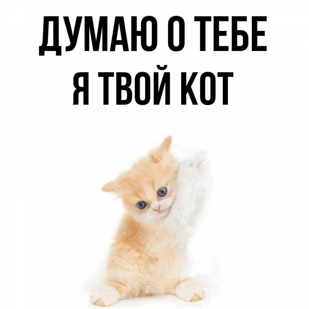 кот ждет. смешные коты и киви. я кот в твоей мобиле. я кот в твоей мобиле. я кот на стиле simbachka.