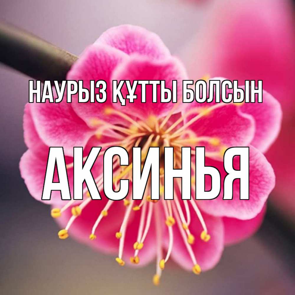 Открытка на каждый день с именем, Аксинья Наурыз құтты болсын цветы Прикольная открытка с пожеланием онлайн скачать бесплатно 