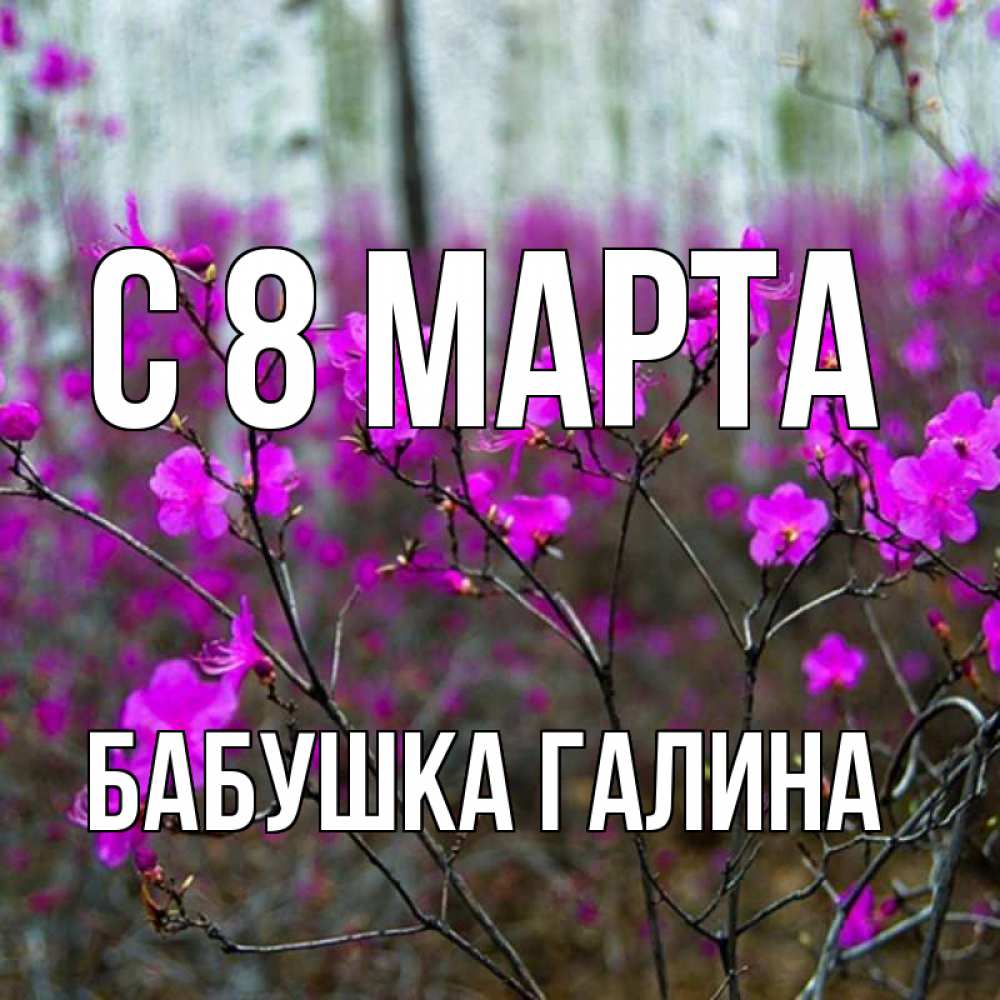 Открытка на каждый день с именем, Бабушка-Галина С 8 МАРТА дикие цветы Прикольная открытка с пожеланием онлайн скачать бесплатно 