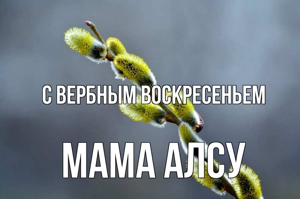 Открытка на каждый день с именем, Мама-Алсу С вербным воскресеньем верба Прикольная открытка с пожеланием онлайн скачать бесплатно 