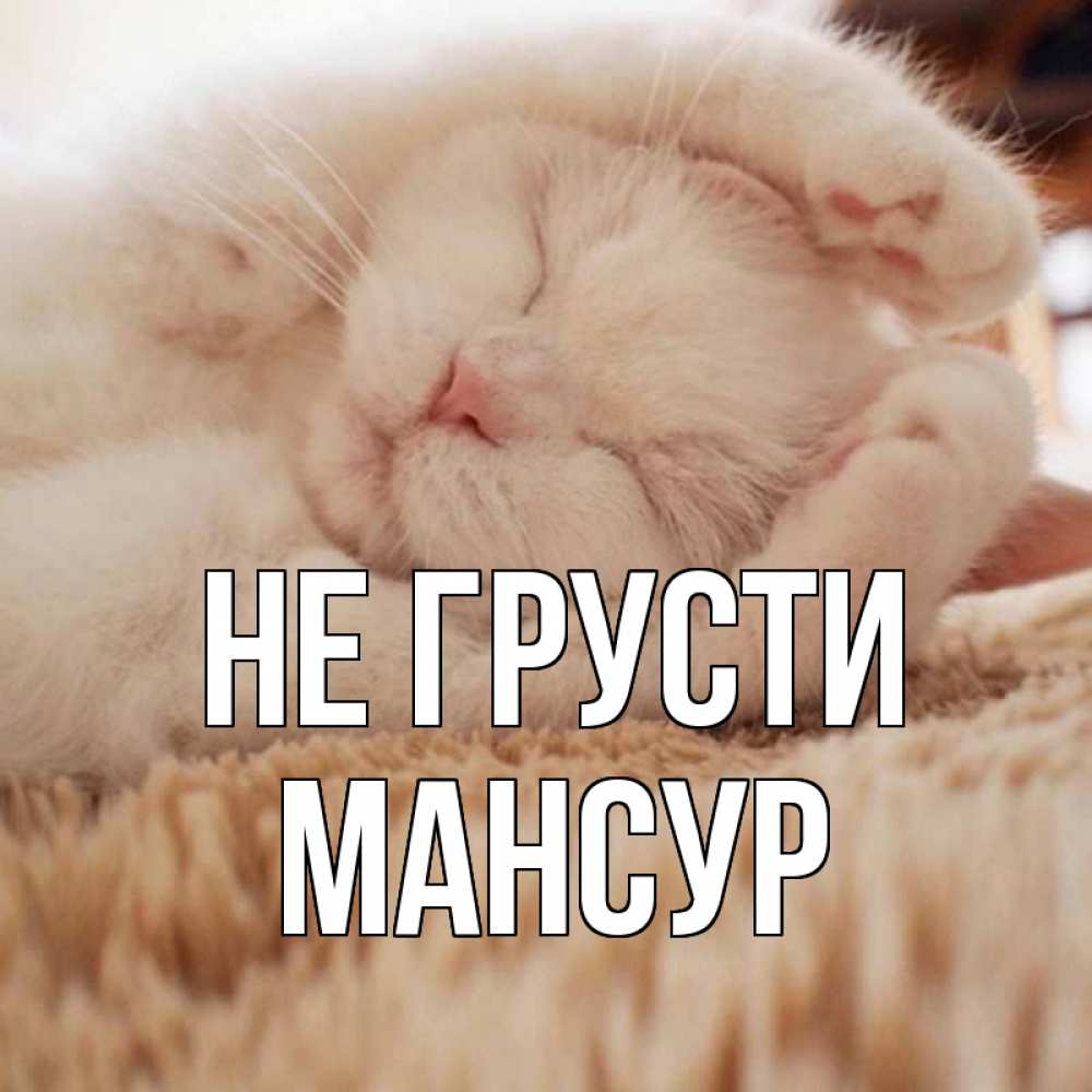 Открытка на каждый день с именем, Мансур Не грусти белый кот Прикольная открытка с пожеланием онлайн скачать бесплатно 