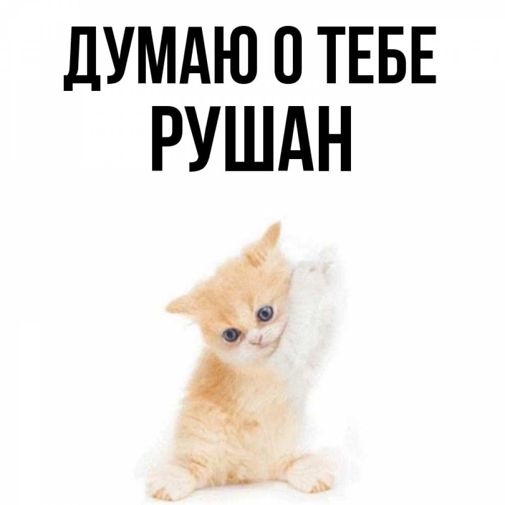 Открытка на каждый день с именем, Рушан Думаю о тебе зверушки и милота Прикольная открытка с пожеланием онлайн скачать бесплатно 