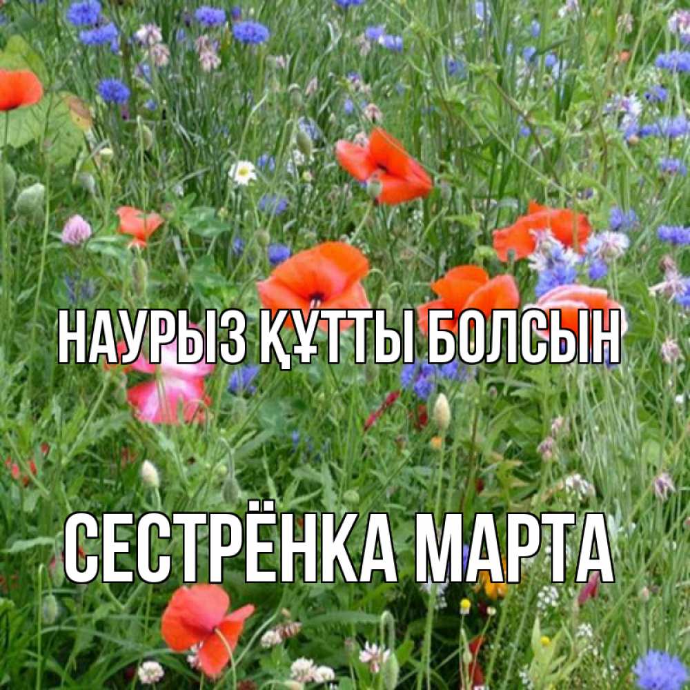 Открытка на каждый день с именем, Сестрёнка-Марта Наурыз құтты болсын наурыз  4 Прикольная открытка с пожеланием онлайн скачать бесплатно 