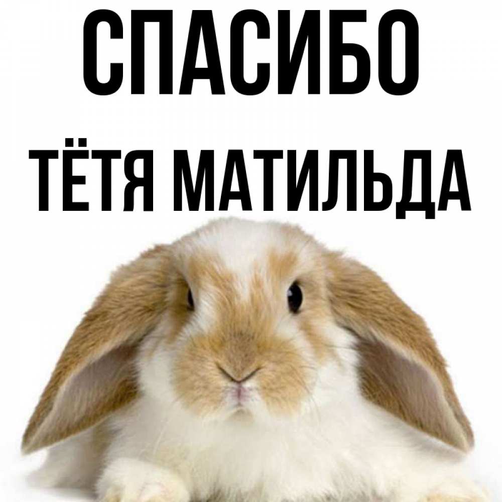 Открытка на каждый день с именем, Тётя-Матильда Спасибо коричнево белый заяц Прикольная открытка с пожеланием онлайн скачать бесплатно 