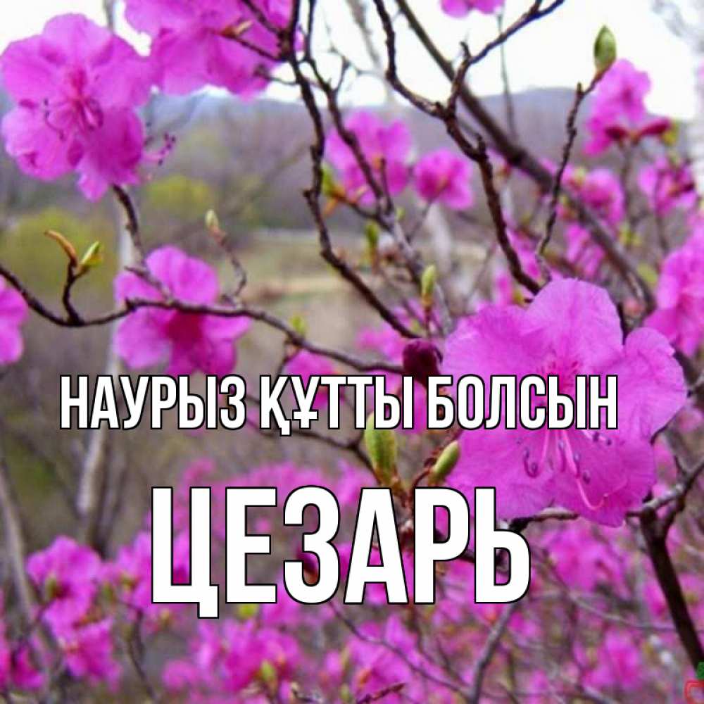 Открытка на каждый день с именем, Цезарь Наурыз құтты болсын наурыз мейрамы кутты болсын Прикольная открытка с пожеланием онлайн скачать бесплатно 
