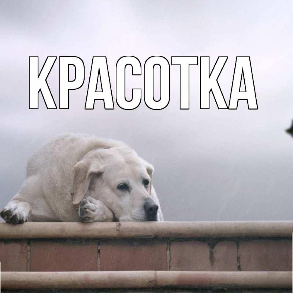 Открытка на каждый день с именем, красотка Главная ждет Прикольная открытка с пожеланием онлайн скачать бесплатно 