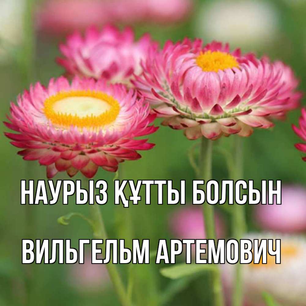 Открытка с именем, Вильгельм Артемович, Наурыз құтты болсын