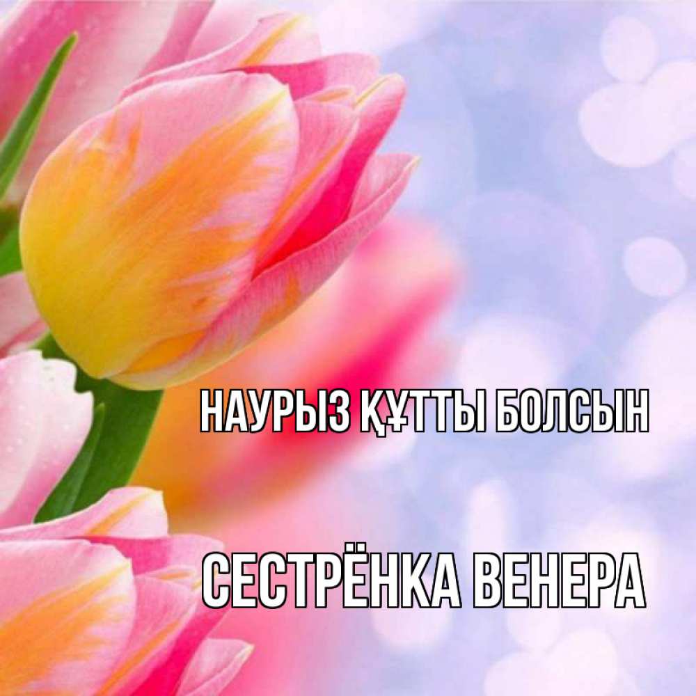Открытка на каждый день с именем, Сестрёнка-Венера Наурыз құтты болсын тюльпаны 2 Прикольная открытка с пожеланием онлайн скачать бесплатно 