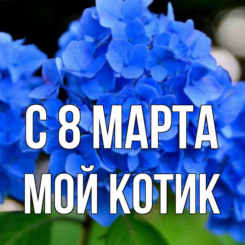 Открытка на каждый день с именем, мой-Котик С 8 МАРТА синие цветы Прикольная открытка с пожеланием онлайн скачать бесплатно 