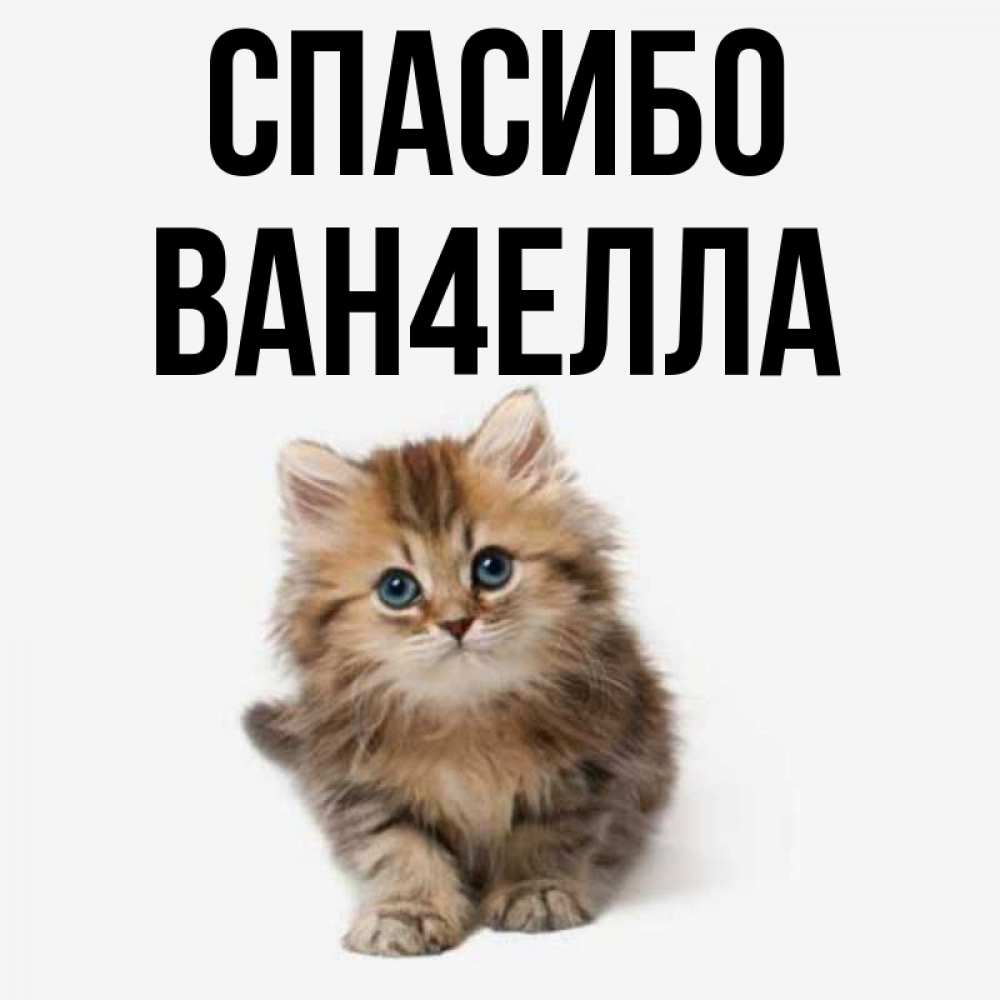 Котик говорит спасибо. Имя Ван.