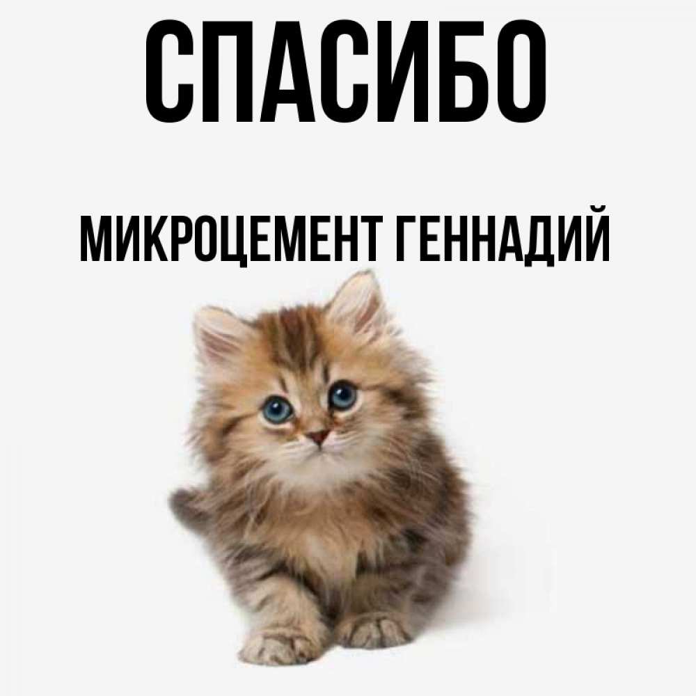 Милая картинка спасибо с котиком
