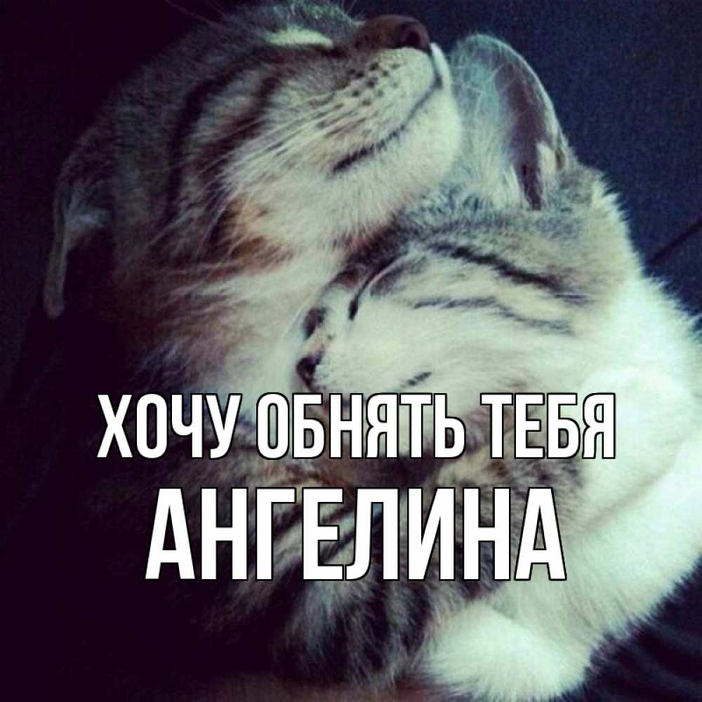 Открытка на каждый день с именем, Ангелина Хочу обнять тебя полосатики Прикольная открытка с пожеланием онлайн скачать бесплатно 
