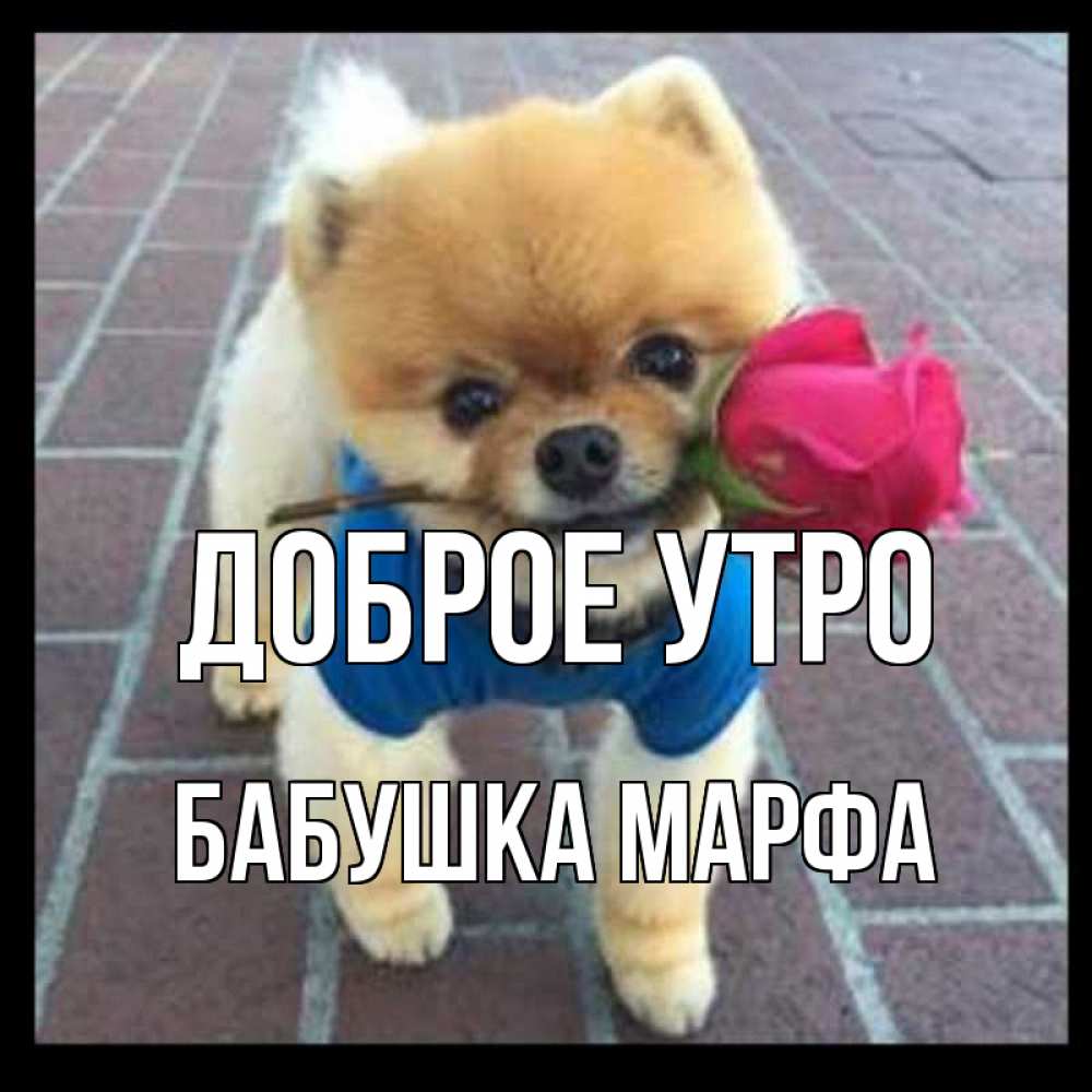 Открытка на каждый день с именем, Бабушка-Марфа Доброе утро роза в зубах Прикольная открытка с пожеланием онлайн скачать бесплатно 