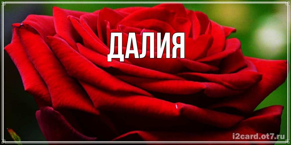 Картинка  с именем , Далия