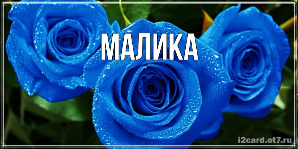 Открытка на каждый день с именем, Малика Главная розы с синим цветом Прикольная открытка с пожеланием онлайн скачать бесплатно 