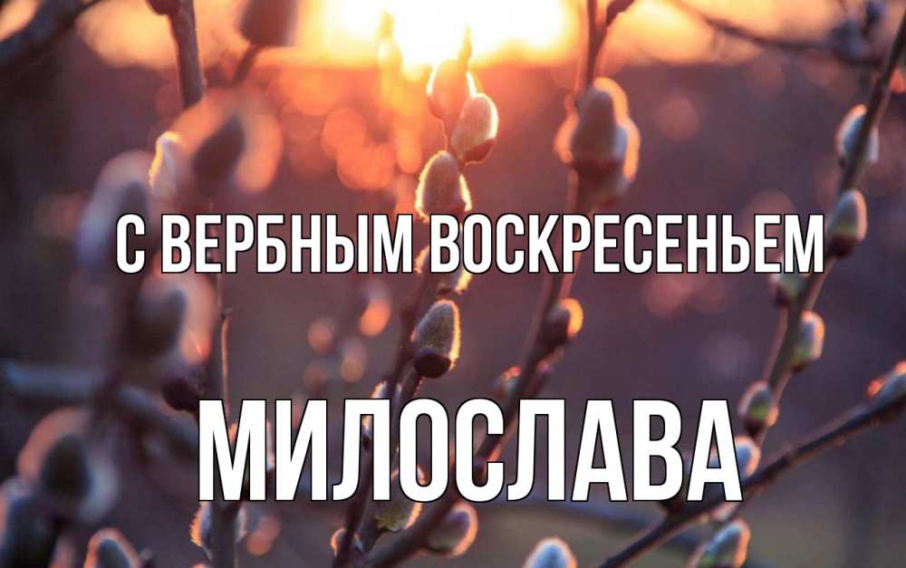 Открытка на каждый день с именем, Милослава С вербным воскресеньем верба Прикольная открытка с пожеланием онлайн скачать бесплатно 