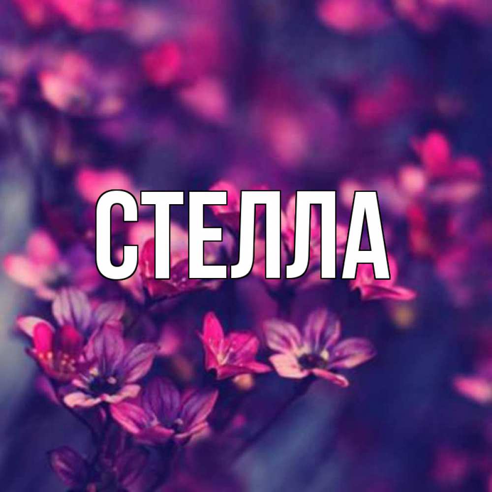 Открытка на каждый день с именем, Стелла Главная небольшие цветы 1 Прикольная открытка с пожеланием онлайн скачать бесплатно 
