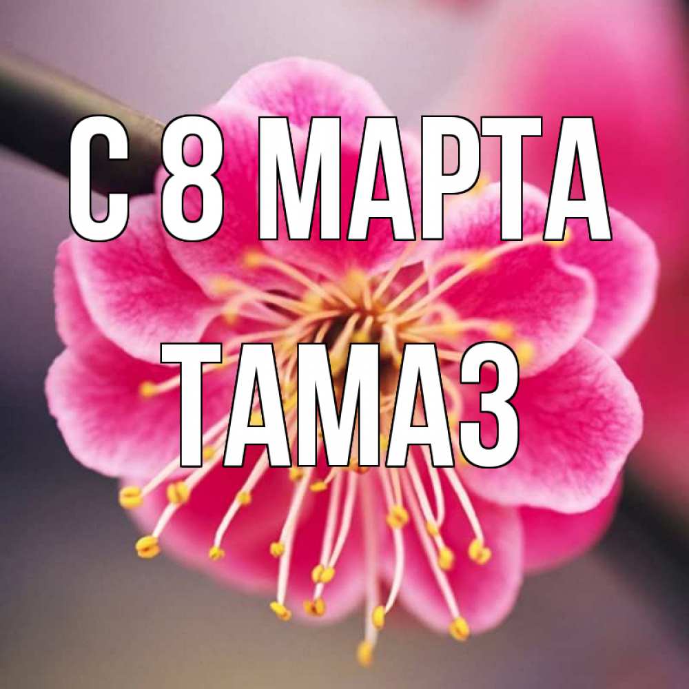 Открытка на каждый день с именем, Тамаз С 8 МАРТА цветы Прикольная открытка с пожеланием онлайн скачать бесплатно 