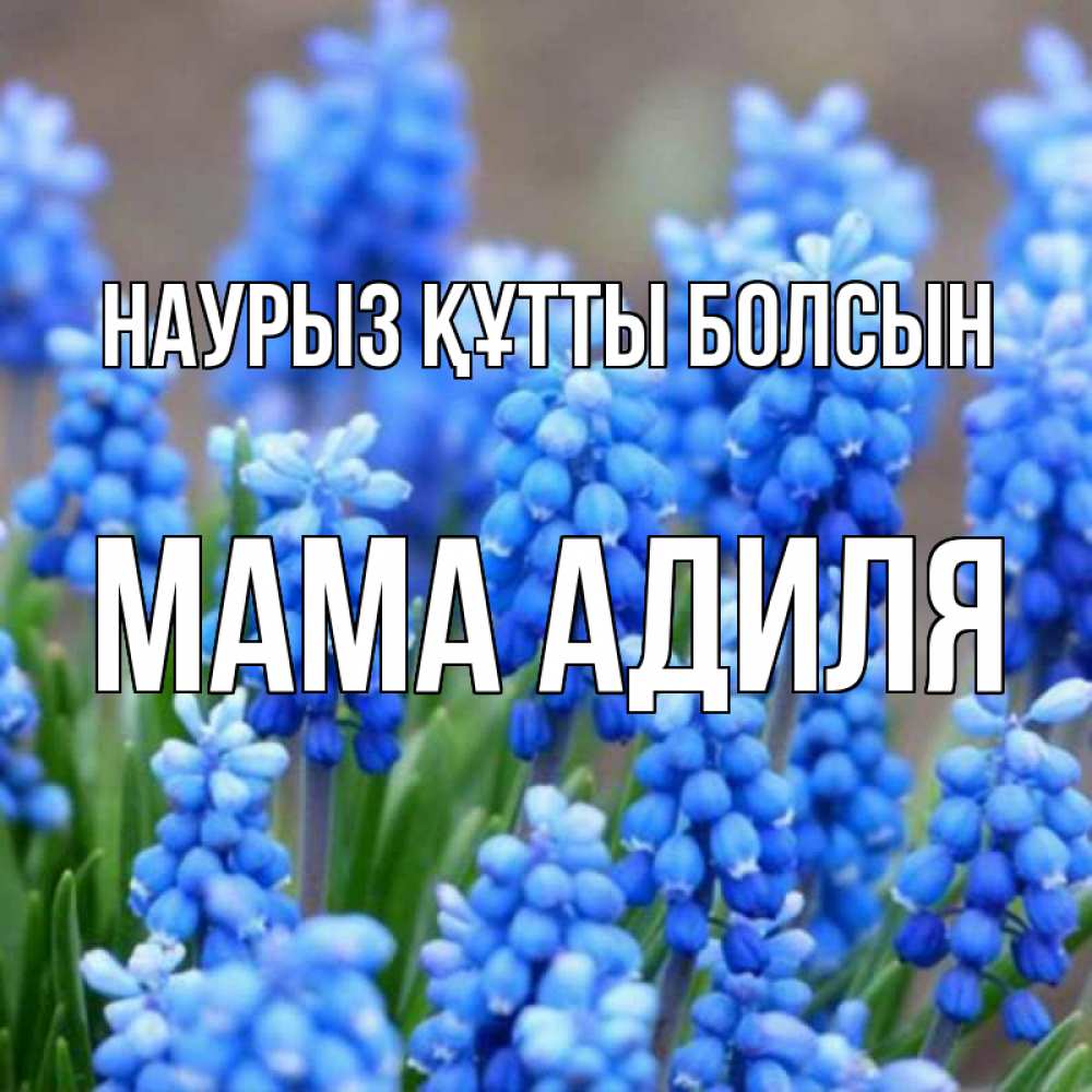 Открытка на каждый день с именем, Мама-Адиля Наурыз құтты болсын Поздравительная открытка для женщин с цветами на праздничную дату Прикольная открытка с пожеланием онлайн скачать бесплатно 