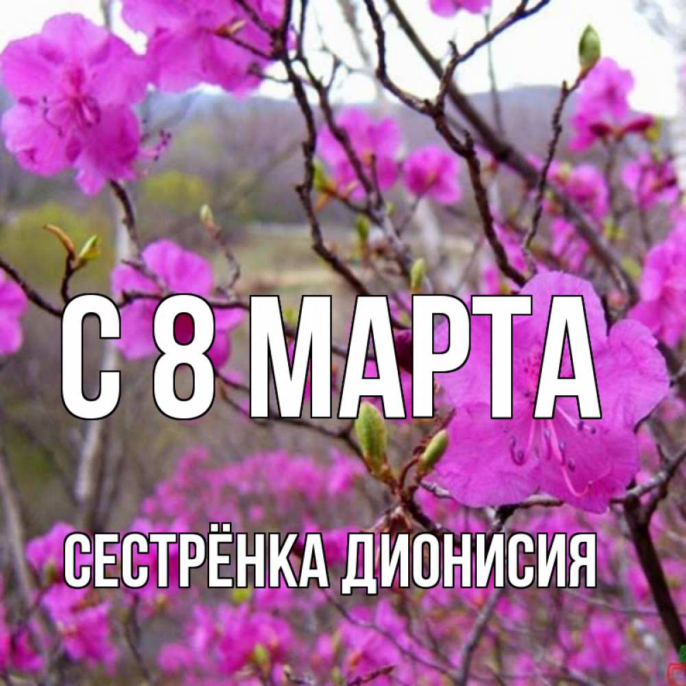 Открытка на каждый день с именем, Сестрёнка-Дионисия С 8 марта международный женский день Прикольная открытка с пожеланием онлайн скачать бесплатно 
