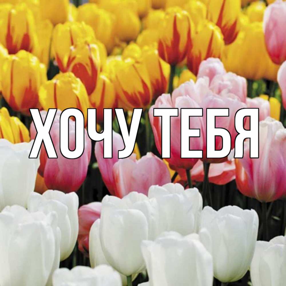 Открытка на каждый день с именем, Хочу-тебя Главная разноцветные цветы Прикольная открытка с пожеланием онлайн скачать бесплатно 