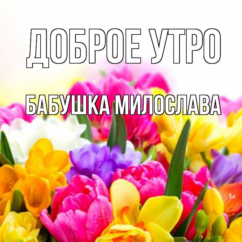 Открытка на каждый день с именем, Бабушка-Милослава Доброе утро создать открытку со свое подписью Прикольная открытка с пожеланием онлайн скачать бесплатно 