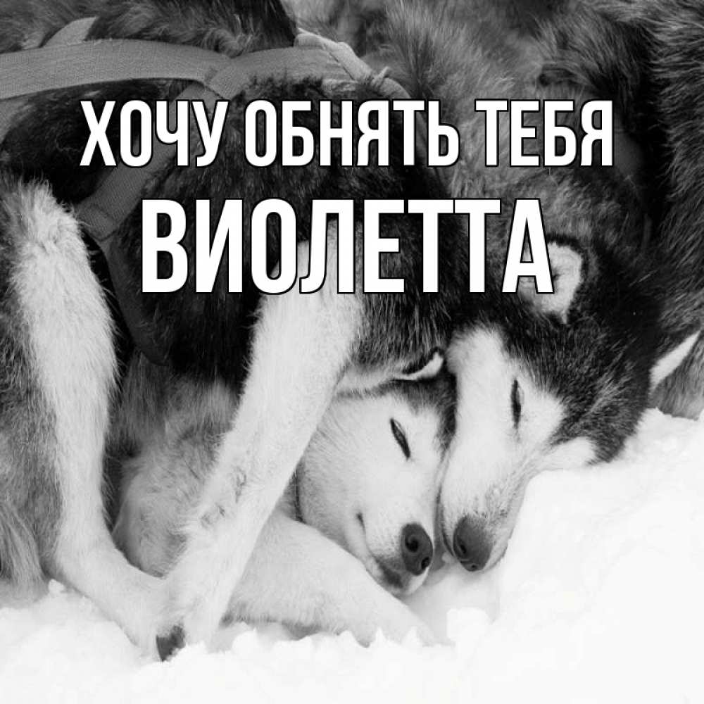 Открытка на каждый день с именем, Виолетта Хочу обнять тебя собачки в упряжке Прикольная открытка с пожеланием онлайн скачать бесплатно 