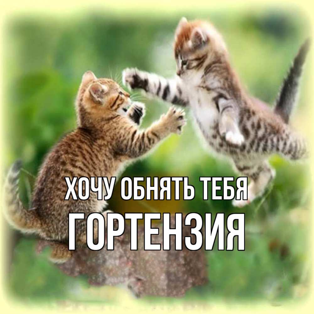 Открытка на каждый день с именем, Гортензия Хочу обнять тебя игры котят Прикольная открытка с пожеланием онлайн скачать бесплатно 
