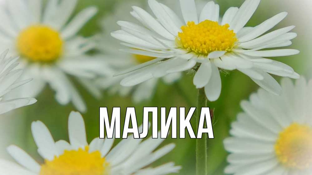 Открытка на каждый день с именем, Малика Главная с днем семьи  1 Прикольная открытка с пожеланием онлайн скачать бесплатно 