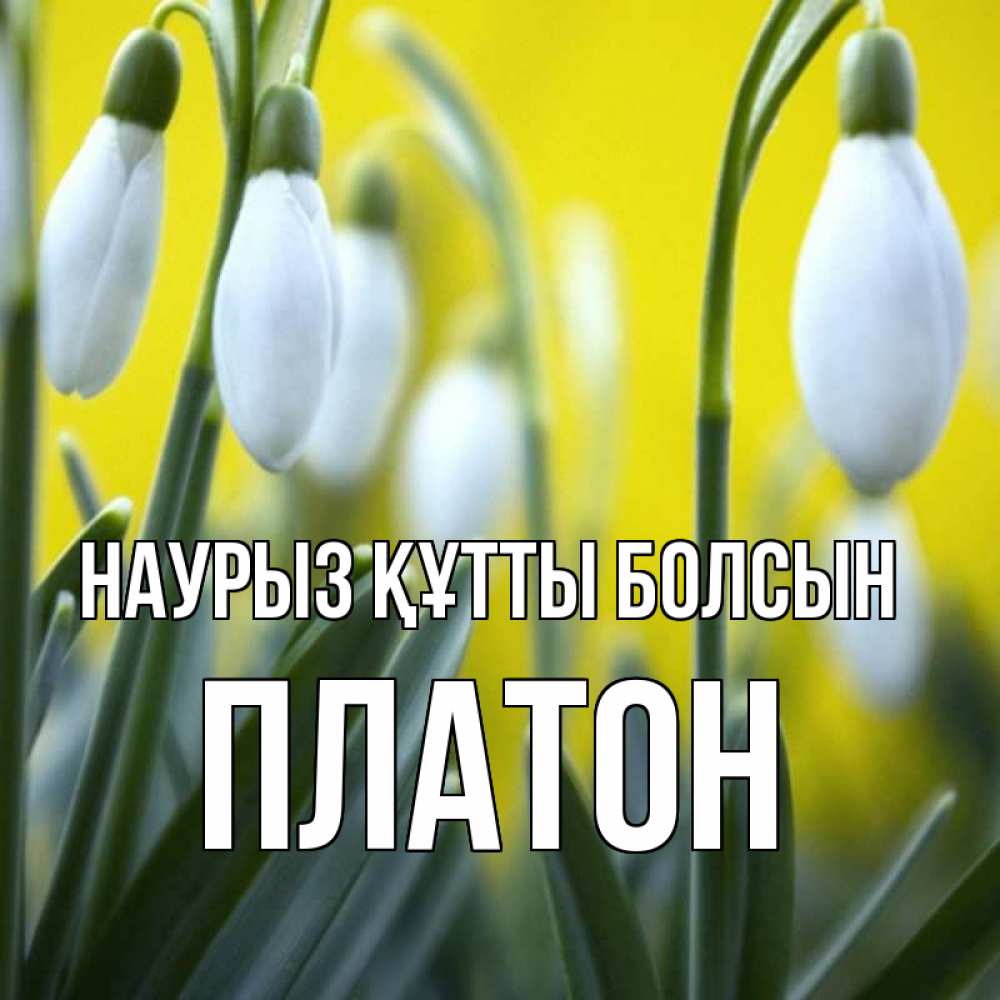 Открытка на каждый день с именем, Платон Наурыз құтты болсын весенние цветы Прикольная открытка с пожеланием онлайн скачать бесплатно 