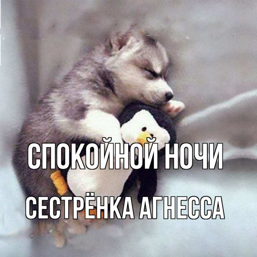 Открытка на каждый день с именем, Сестрёнка-Агнесса Спокойной ночи обнимашки щенка и пингвина Прикольная открытка с пожеланием онлайн скачать бесплатно 