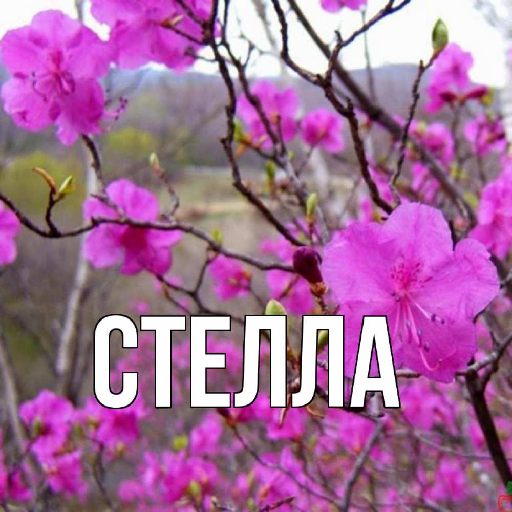 Открытка на каждый день с именем, Стелла Главная международный женский день Прикольная открытка с пожеланием онлайн скачать бесплатно 