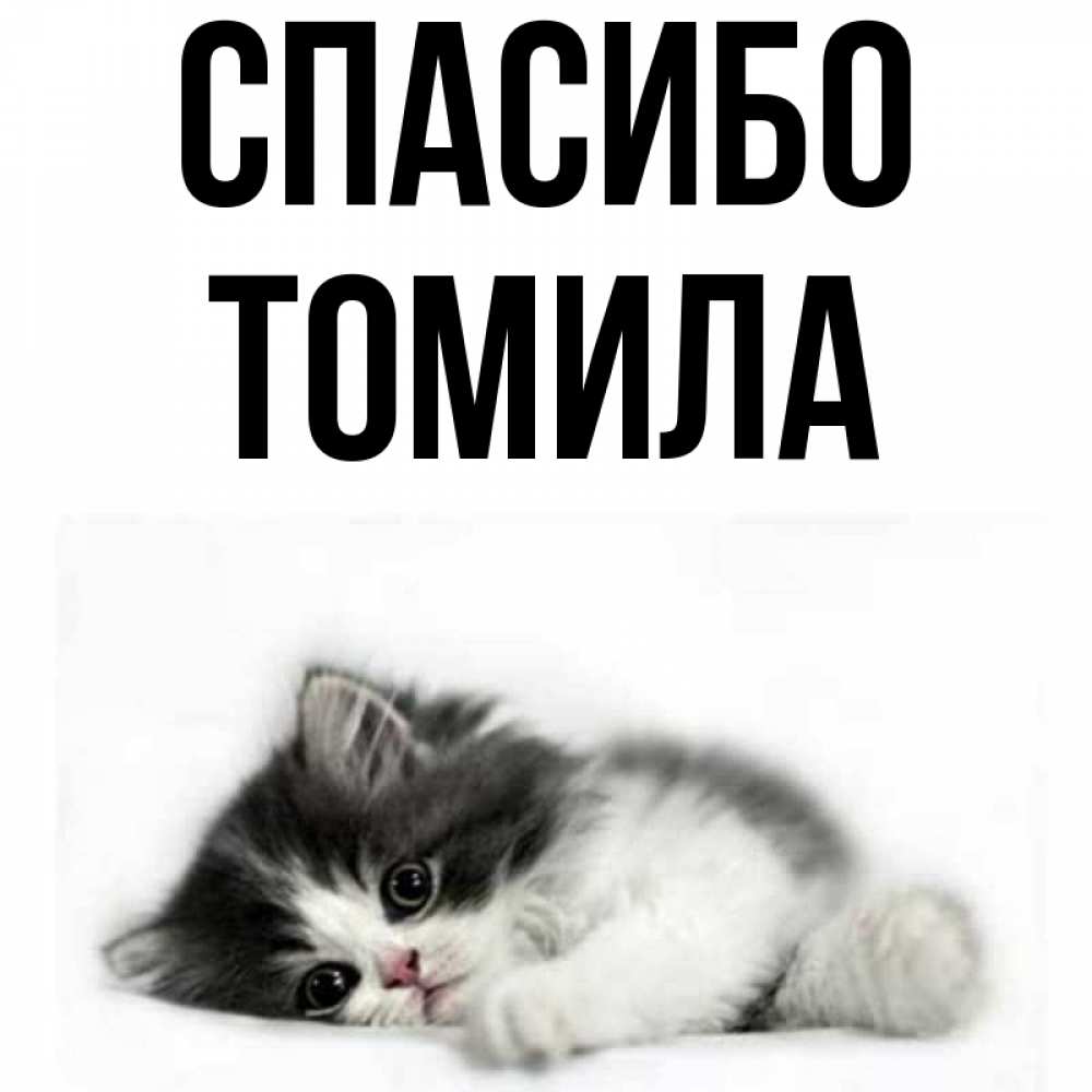 Открытка на каждый день с именем, Томила Спасибо черный и белый кот Прикольная открытка с пожеланием онлайн скачать бесплатно 