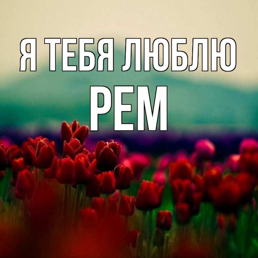 Открытка на каждый день с именем, Рем Я тебя люблю тюльпаны 4 Прикольная открытка с пожеланием онлайн скачать бесплатно 