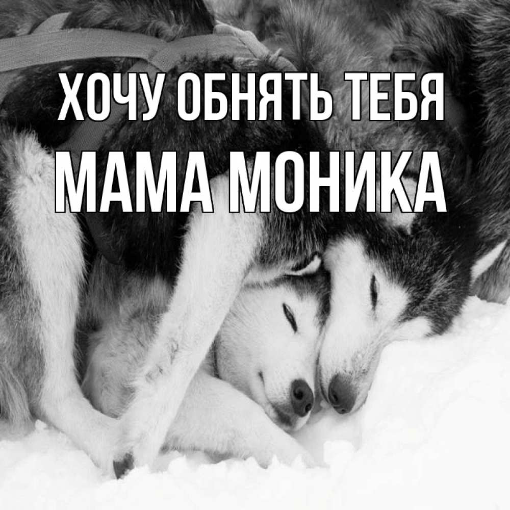 Открытка на каждый день с именем, Мама-Моника Хочу обнять тебя собачки в упряжке Прикольная открытка с пожеланием онлайн скачать бесплатно 