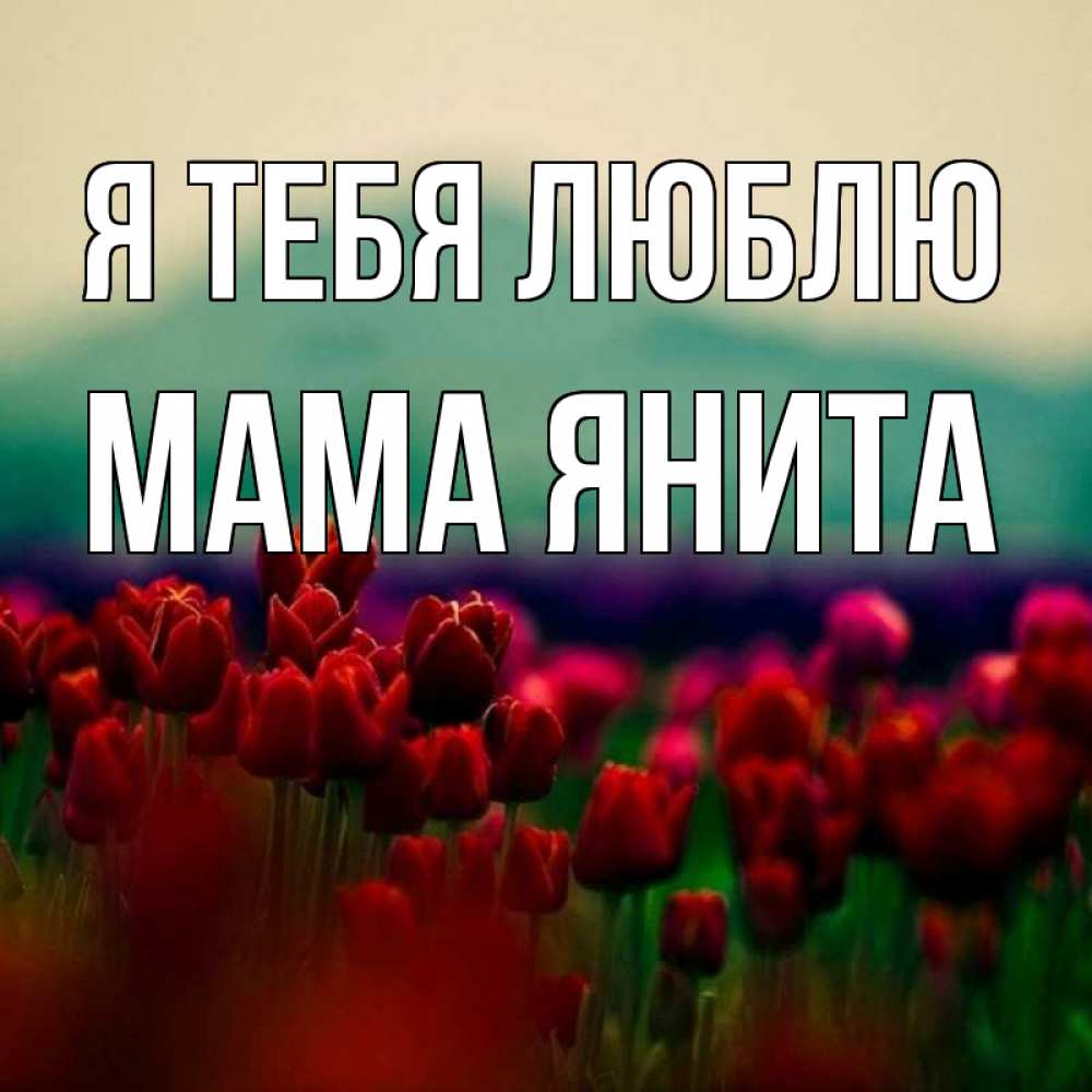 Открытка на каждый день с именем, Мама-Янита Я тебя люблю тюльпаны 4 Прикольная открытка с пожеланием онлайн скачать бесплатно 