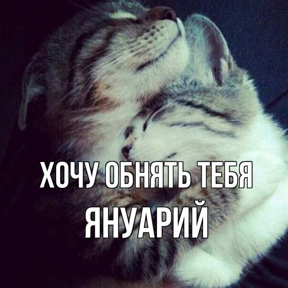 Открытка на каждый день с именем, Януарий Хочу обнять тебя полосатики Прикольная открытка с пожеланием онлайн скачать бесплатно 
