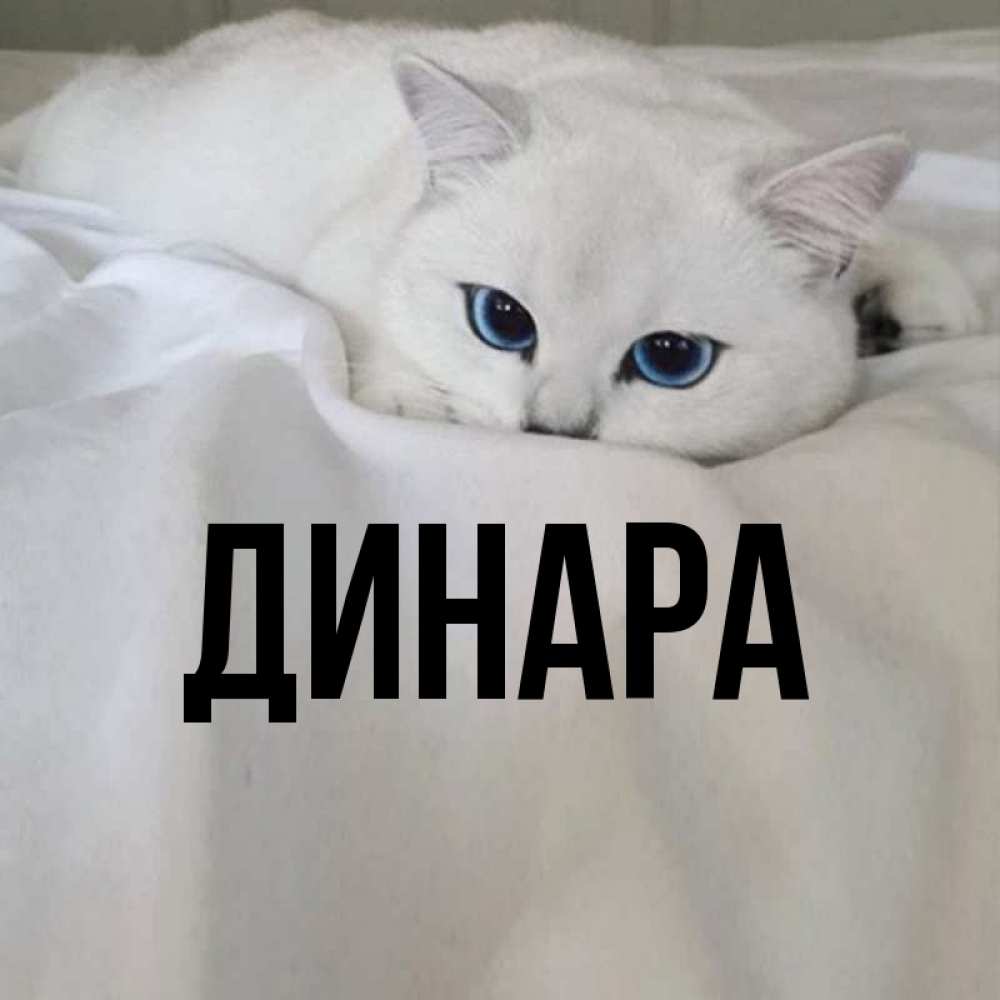 Открытка на каждый день с именем, Динара Главная Голубоглазая кошка Прикольная открытка с пожеланием онлайн скачать бесплатно 