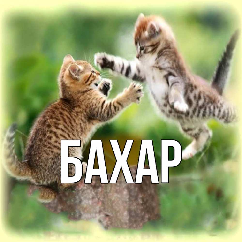 Открытка на каждый день с именем, Бахар Главная игры котят Прикольная открытка с пожеланием онлайн скачать бесплатно 