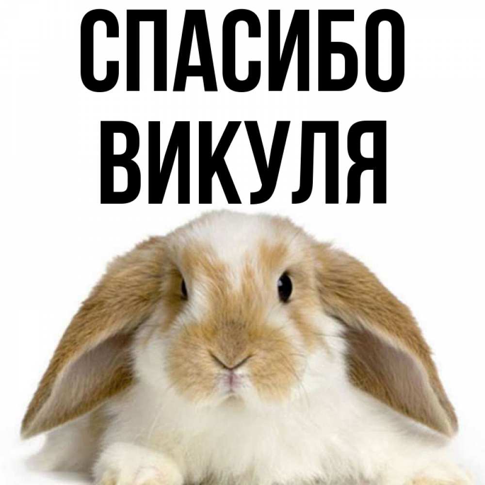 Викуля картинки с именем