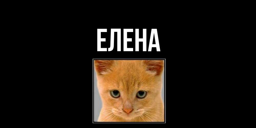 Открытка на каждый день с именем, Елена Главная открытки рыжий котенок скучает по тебе Прикольная открытка с пожеланием онлайн скачать бесплатно 