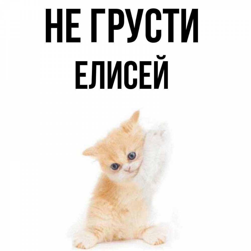 Открытка на каждый день с именем, Елисей Не грусти просящий кот Прикольная открытка с пожеланием онлайн скачать бесплатно 
