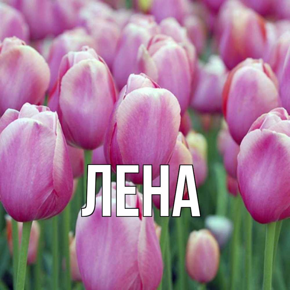 Открытка на каждый день с именем, Лена Главная на наурыз  день 3 Прикольная открытка с пожеланием онлайн скачать бесплатно 
