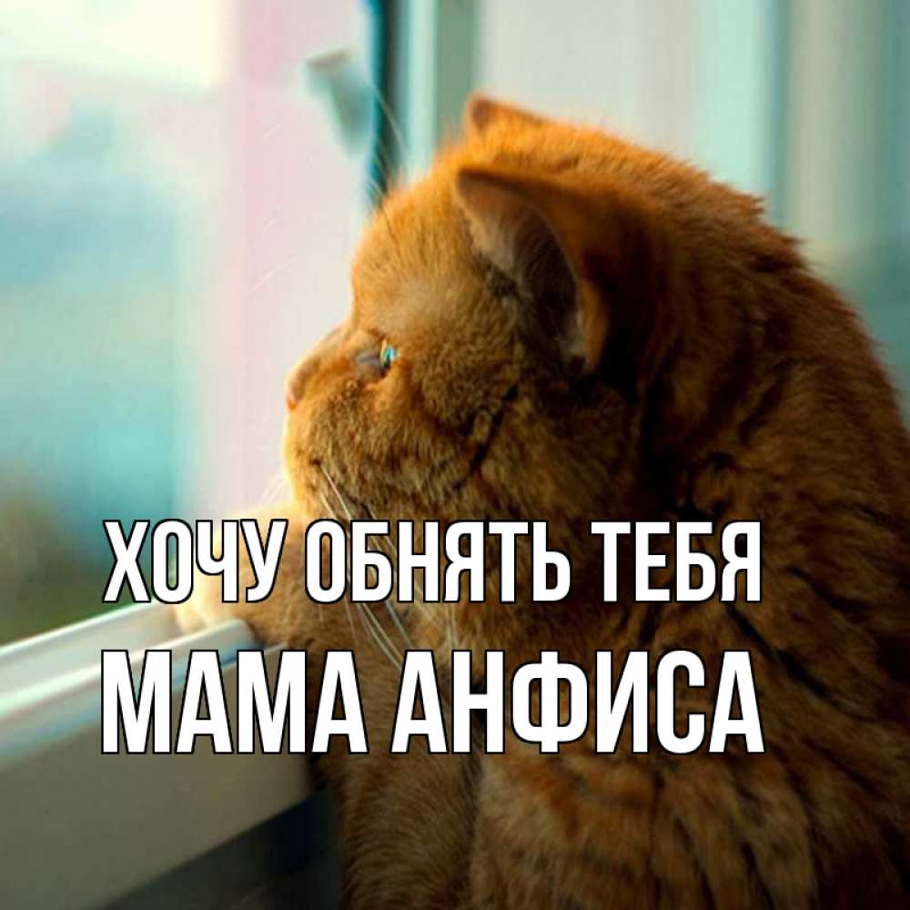 Открытка на каждый день с именем, Мама-Анфиса Хочу обнять тебя большой огромный рыжий котяра Прикольная открытка с пожеланием онлайн скачать бесплатно 