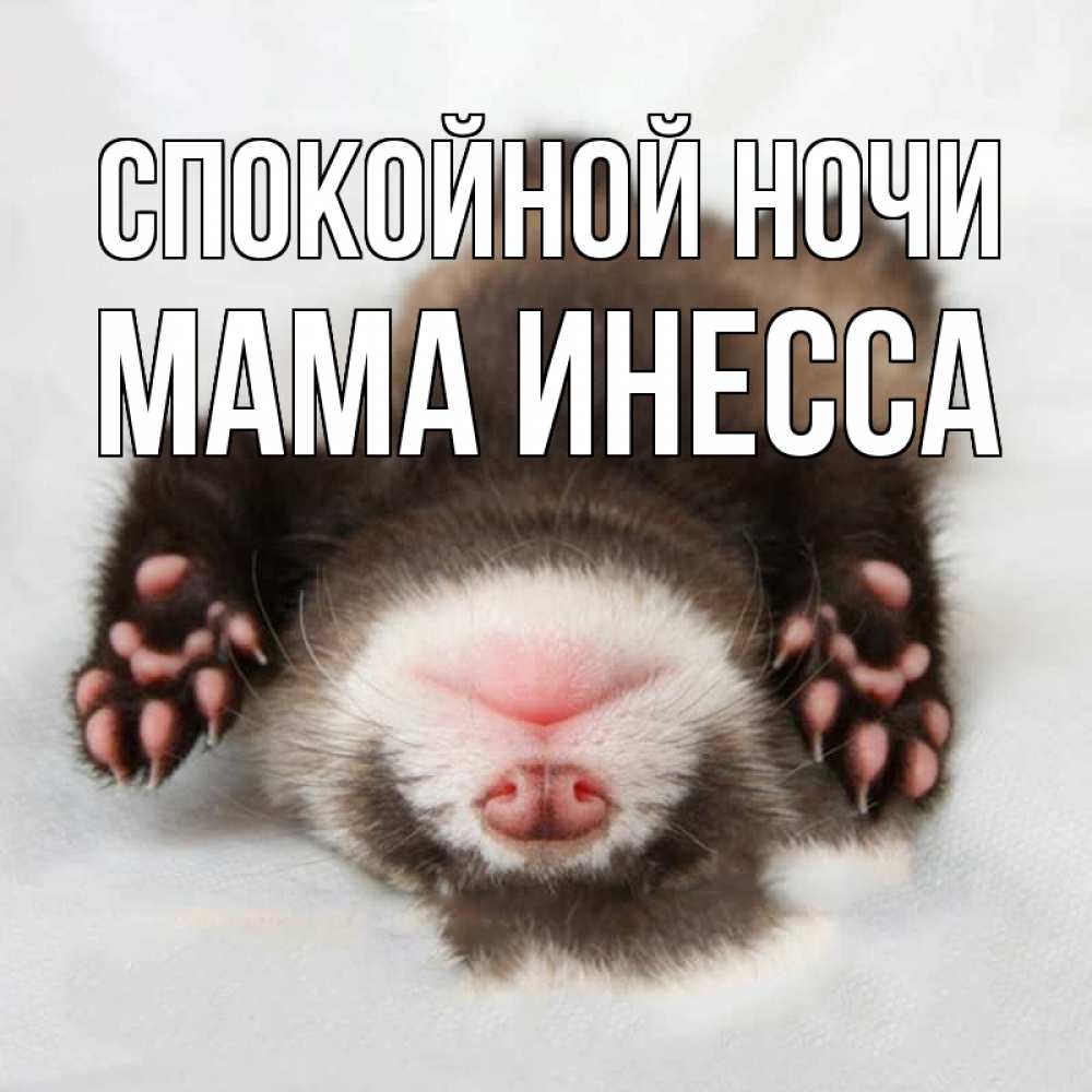Открытка на каждый день с именем, Мама-Инесса Спокойной ночи зверек Прикольная открытка с пожеланием онлайн скачать бесплатно 